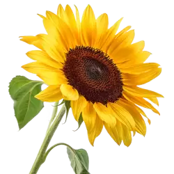 Imagen PNG para descargar